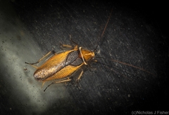 Ellipsidion bicolor