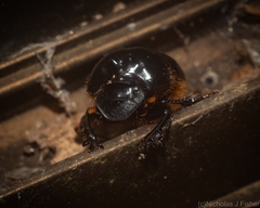Onthophagus pugnax