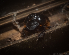 Onthophagus pugnax