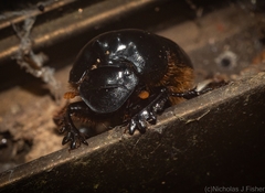 Onthophagus pugnax