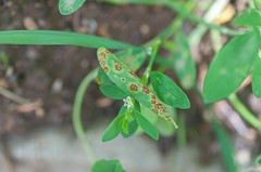 Uromyces polygoni-avicularis