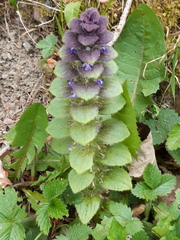 Ajuga pyramidalis
