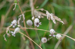 Microbotryum silenes-inflatae