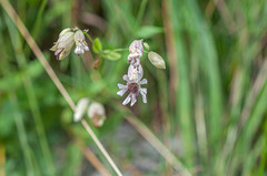 Microbotryum silenes-inflatae
