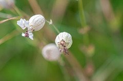 Microbotryum silenes-inflatae