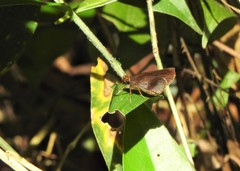 Cymaenes odilia