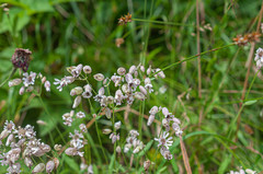 Microbotryum silenes-inflatae