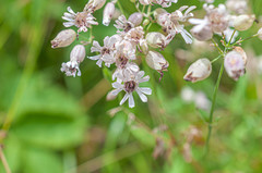 Microbotryum silenes-inflatae