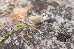 Microbotryum silenes-inflatae