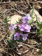 Penstemon nitidus