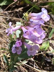 Penstemon nitidus