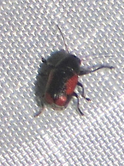 Pachybrachis cruentus