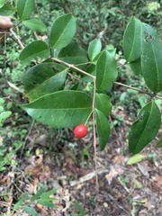 Eugenia pseudopsidium