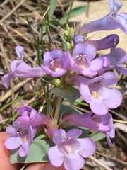 Penstemon nitidus