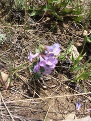 Penstemon nitidus