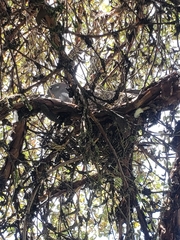 Patagioenas maculosa