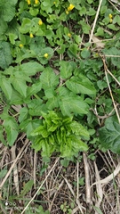 Angelica archangelica