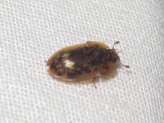 Lobiopa undulata