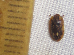 Lobiopa undulata