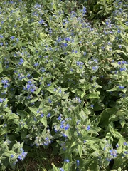 Pentaglottis sempervirens