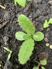 Helminthotheca echioides