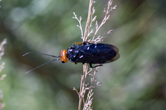 Acantholyda erythrocephala