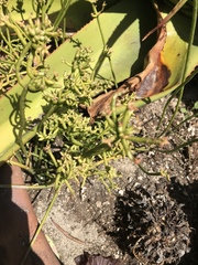 Chorizanthe brevicornu