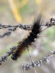 Arctia aulica