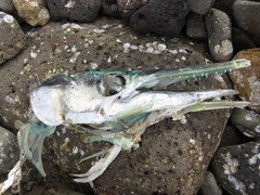 Tylosurus crocodilus fodiator