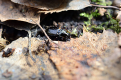 Pterostichus oblongopunctatus