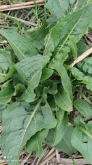 Rumex patientia