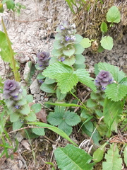 Ajuga pyramidalis