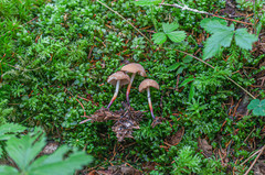 Marasmius cohaerens