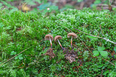 Marasmius cohaerens