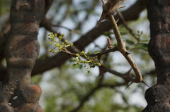 Zanthoxylum bungeanum