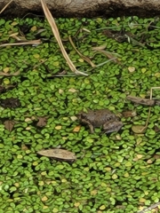 Pleurodema cinereum