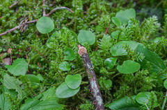 Crepidotus versutus