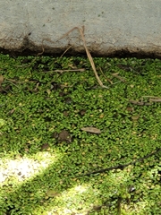 Pleurodema cinereum