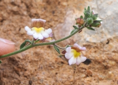 Chaenorhinum origanifolium