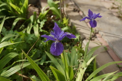 Iris tectorum