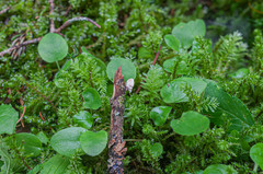 Crepidotus versutus