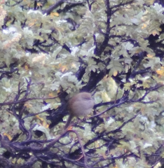 Bradypterus barratti