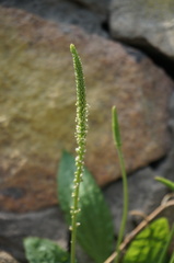 Plantago depressa