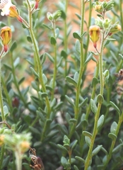 Chaenorhinum origanifolium