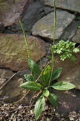 Plantago depressa