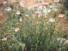 Chaenorhinum origanifolium