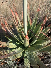 Aloe pretoriensis