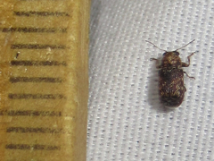 Pachybrachis impurus