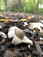 Geastrum morganii