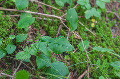 Entyloma hieracii